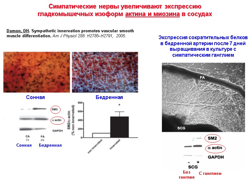 Экспрессия сократительных белков  в бедренной артерии после 7 дней выращивания в культуре с